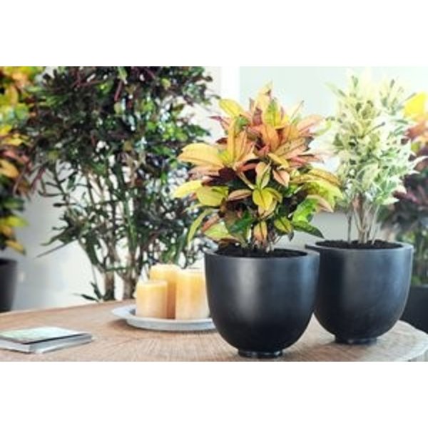 Croton struik mrs Iceton XXL