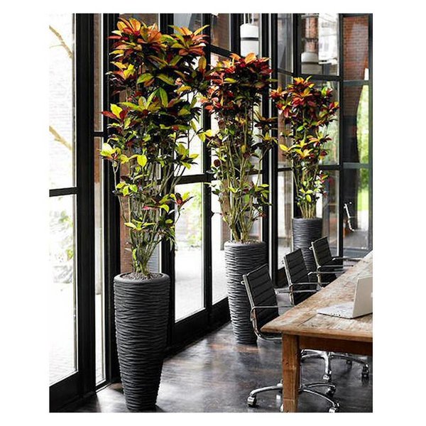 Croton struik mrs Iceton XXL
