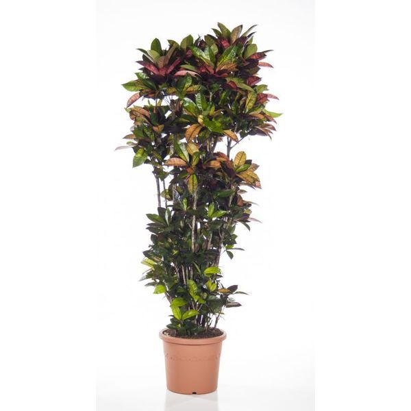 Croton struik mrs Iceton XXXL