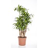 Dracaena Massangeana vertakt 3XL
