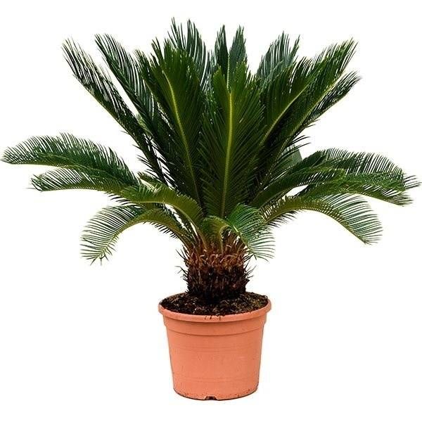 Cycas Palm Revolta