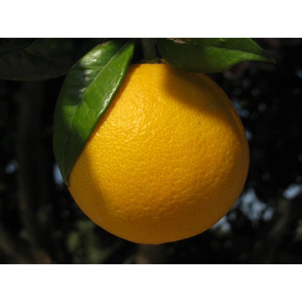 Sinaasappelboom Sinensis met standaard XL