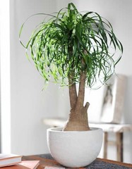 Beaucarnea Recurvata