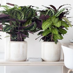 Calathea