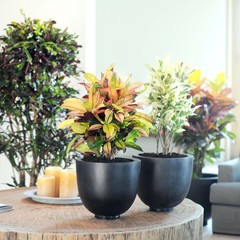 Croton Codiaeum Wonderstruik