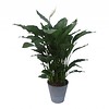Spathiphyllum in pot Artstone