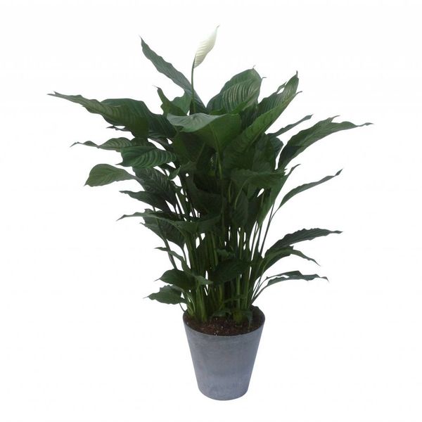 Spathiphyllum in pot Artstone