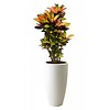 Croton Iceton in pot Elho