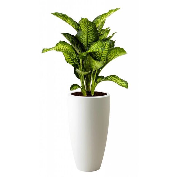 Dieffenbachia Meriba in pot Echo