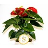 Anthurium rood in pot Rome
