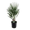 Chamaerops Humilis small