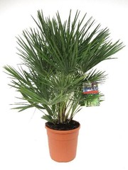 Chamaerops