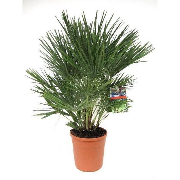 Chamaerops Humilis Large