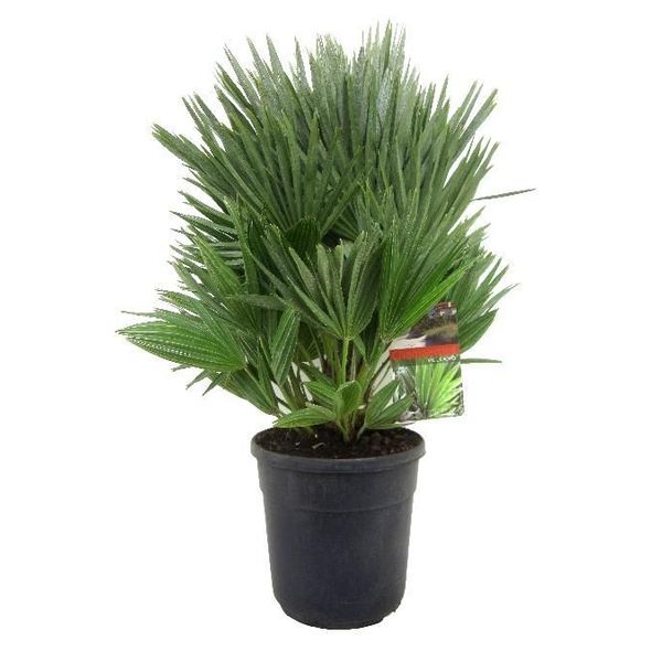 Chamaerops Vulcan large