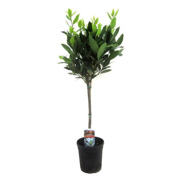 Laurus Nobilys Trunk