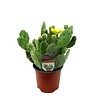 Opuntia Cactaceae