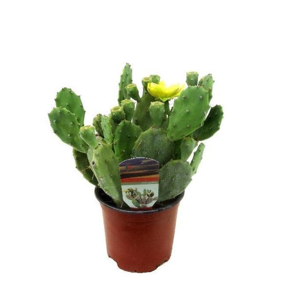 Opuntia Cactaceae