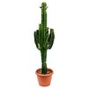 Cactus Eritrea