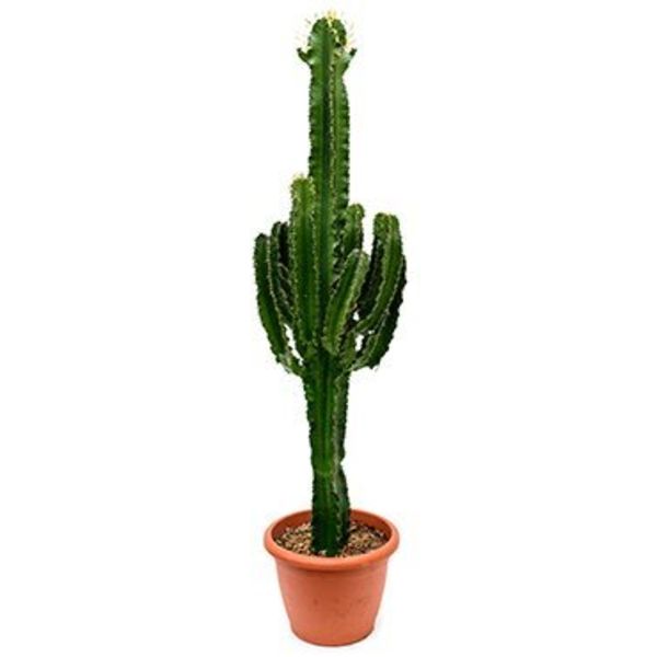 Cactus Eritrea