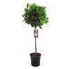 Laurus Nobilis Tunck Large