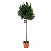 Laurus Nobilis Tunck XL