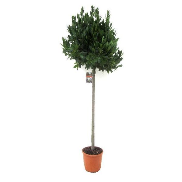 Laurus Nobilis Tunck XL