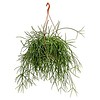 Rhipsalis Mauretiana