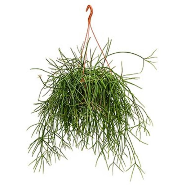 Rhipsalis Mauretiana