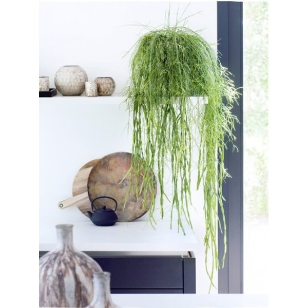 Rhipsalis Mauretiana