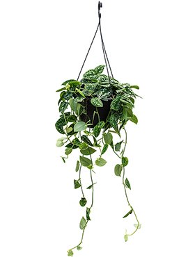 Planten voor in huis