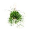 Rhipsalis Cassutha