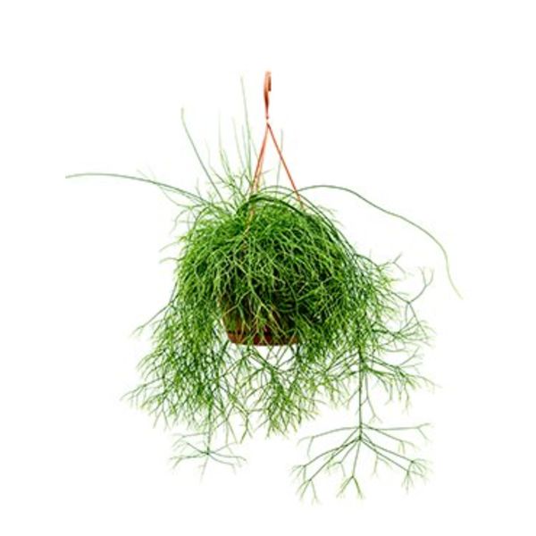 Rhipsalis Cassutha