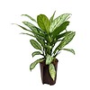 Aglaonema Silver King - hydrocultuur