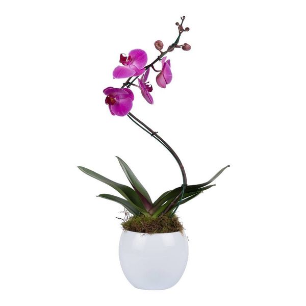  Orchidee Pink Twister in White pot