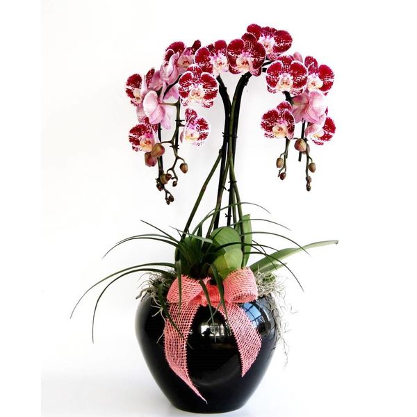 Orchidee Red Waterfall in pot Black