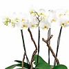 Orchidee Robusto White