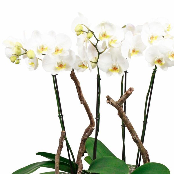 Orchidee Robusto White