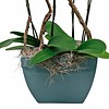 Orchidee Robusto White