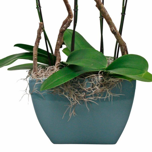 Orchidee Robusto White