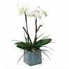 Orchidee White pot blu