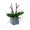 Orchidee White pot blu