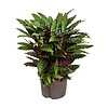 Calathea Rufibarba - hydrocultuur