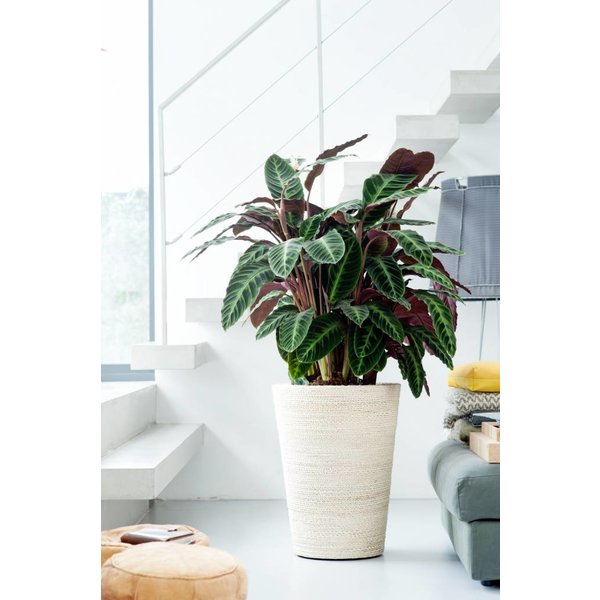 Calathea Rufibarba - hydrocultuur