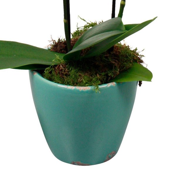 Orchidee White living blue