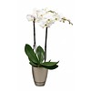 Orchidee white Noële