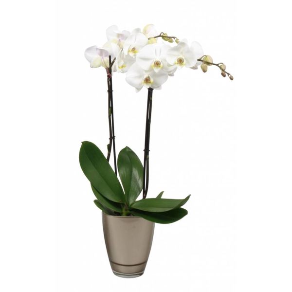 Orchidee white Noële