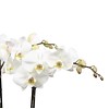 Orchidee white Noële