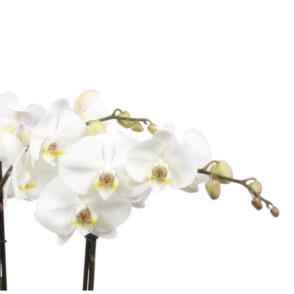 Orchidee white Noële