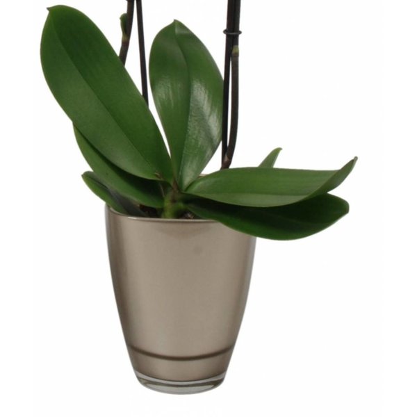 Orchidee white Noële
