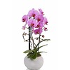 Orchidee Pink Togo